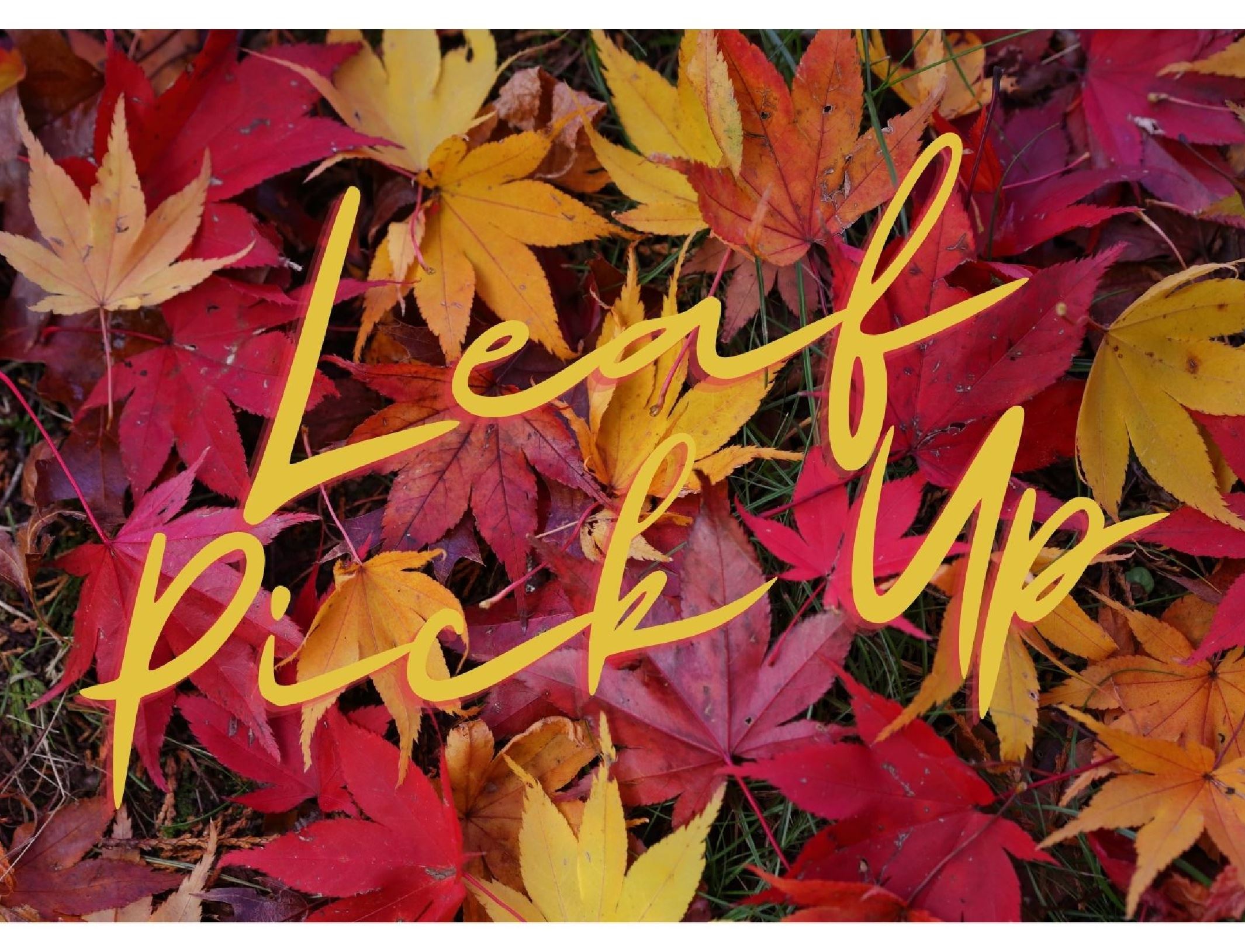 Leaf Pick Up Title Photo