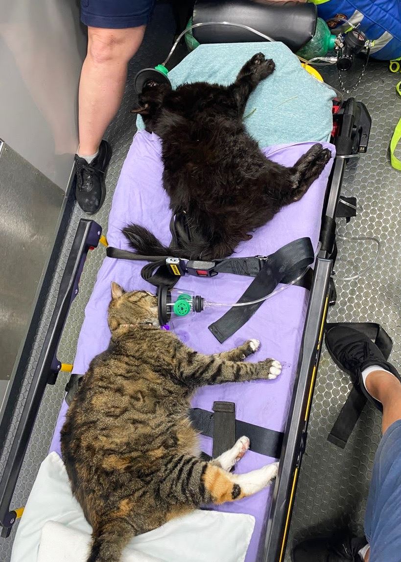 Cats Treated with Oxygen by Osage Beach Ambulance Service